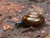 Zonitoides nitidusKÄRRGLANSSNÄCKA
